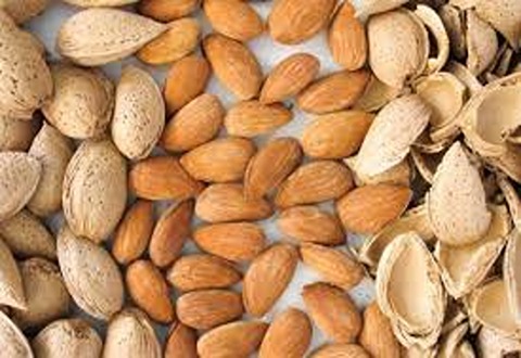 تصویر 3 از قیمت بادام سنگی عمده + خرید باور نکردنی